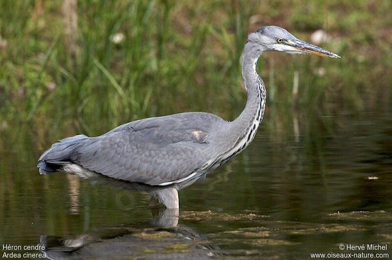 Grey Heronimmature