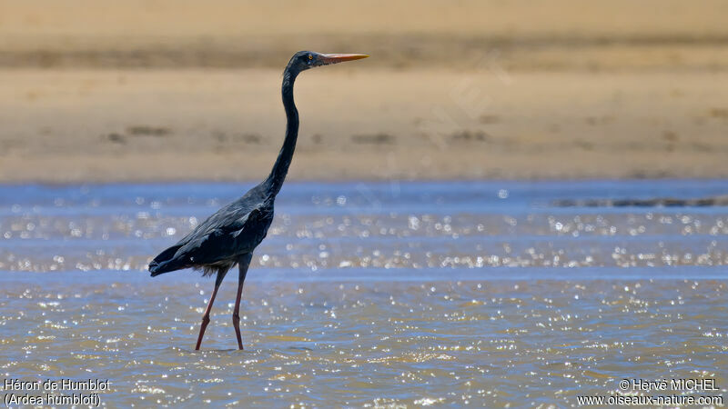 Humblot's Heron