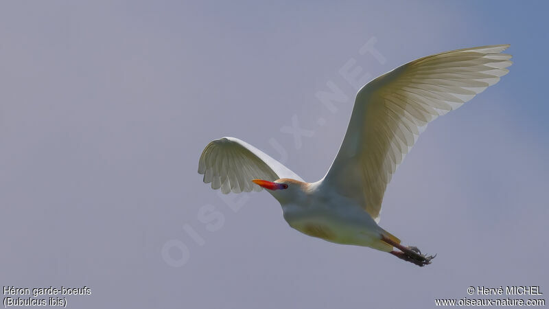 Western Cattle Egret