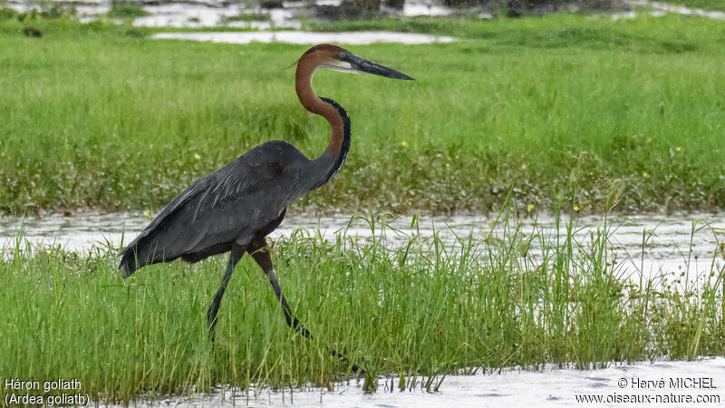 Goliath Heron