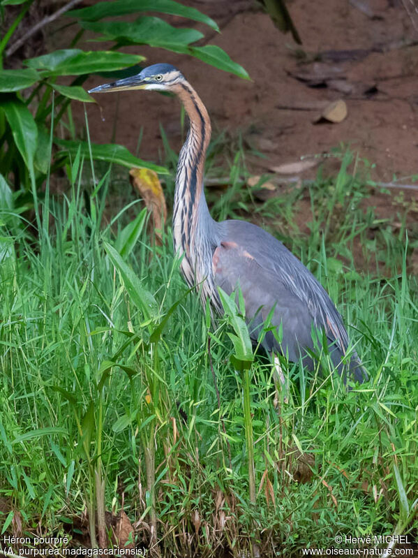 Purple Heronadult post breeding