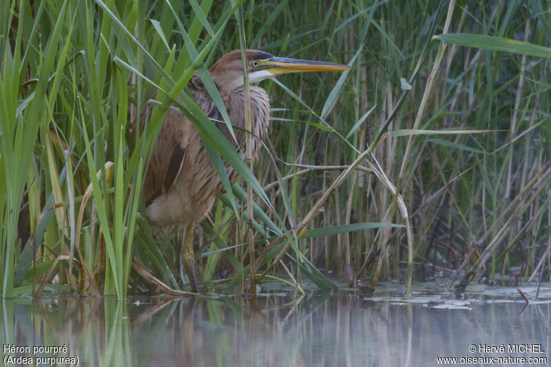 Purple Heron