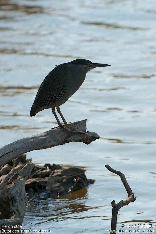 Striated Heron