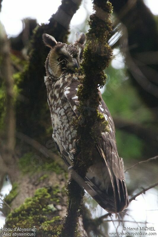 Hibou d'Abyssinieadulte