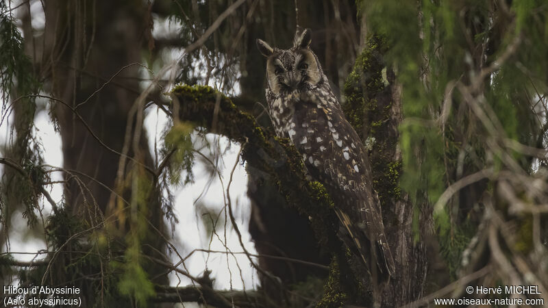 Abyssinian Owl