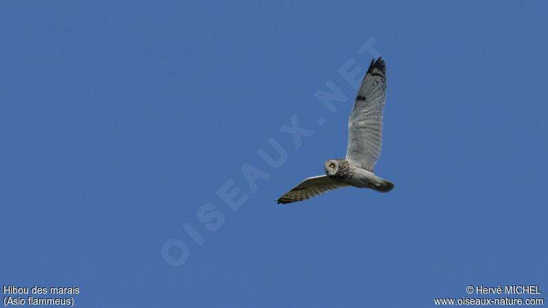 Short-eared Owladult