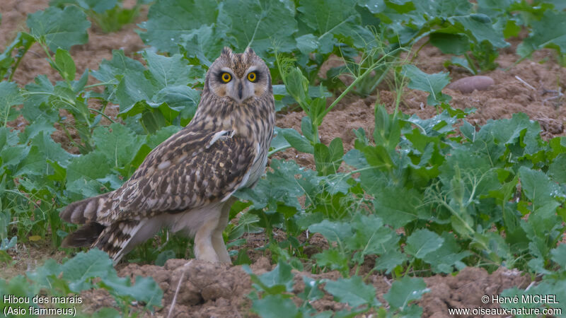 Hibou des marais