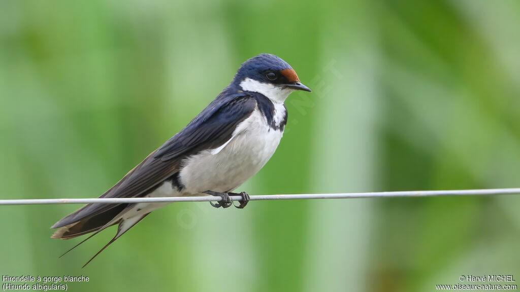 Hirondelle à gorge blancheadulte nuptial