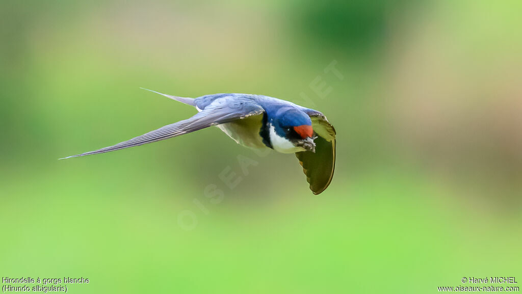Hirondelle à gorge blanche