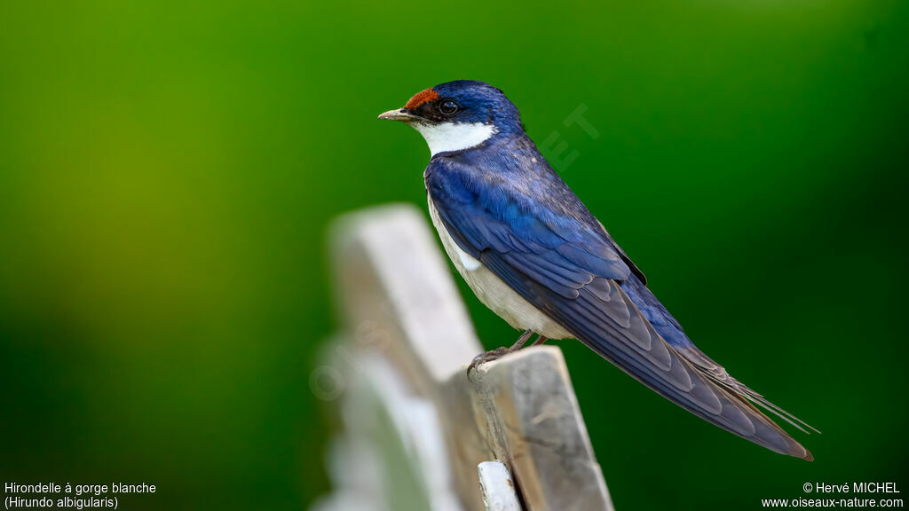 Hirondelle à gorge blancheadulte nuptial