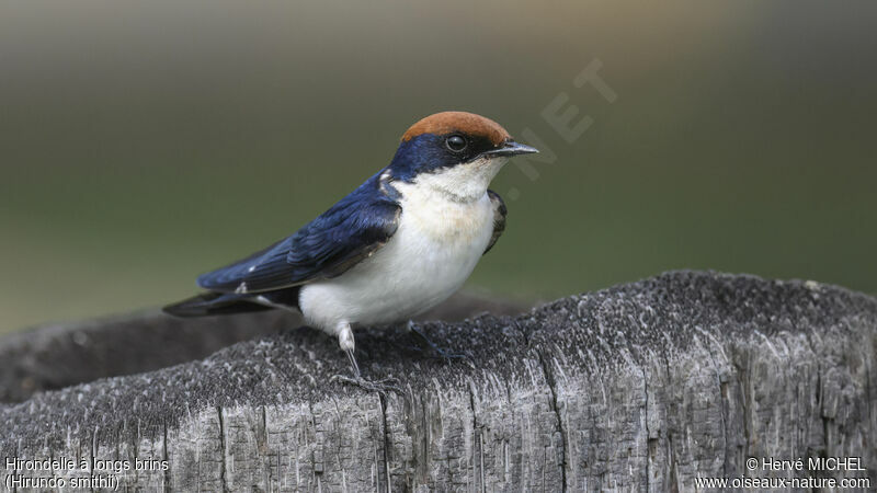 Hirondelle à longs brins