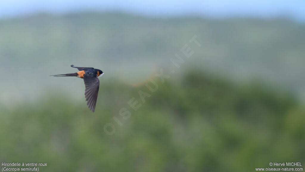 Hirondelle à ventre rouxadulte nuptial