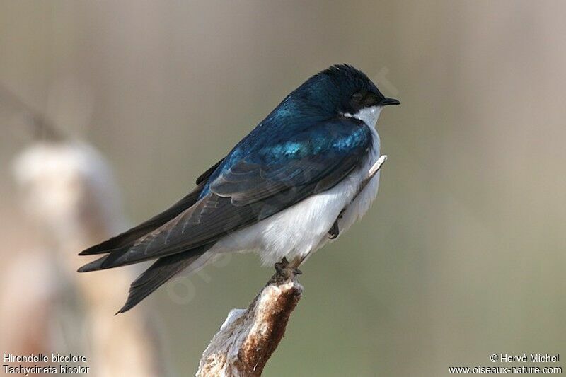 Tree Swallowadult breeding