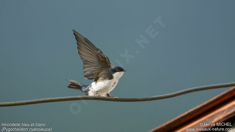 Blue-and-white Swallow