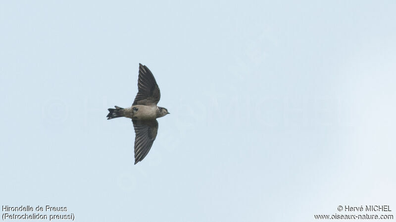 Preuss's Cliff Swallow