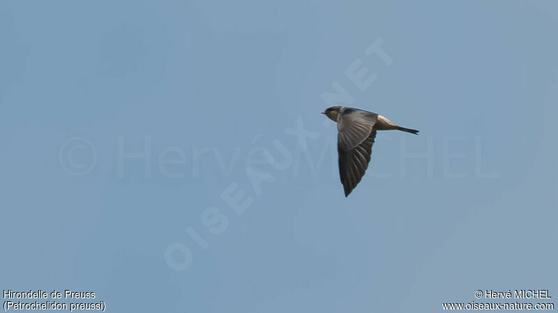 Preuss's Cliff Swallow