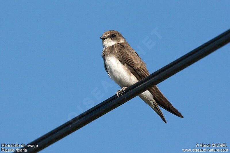 Sand Martin, identification