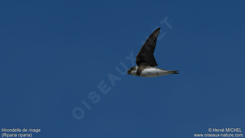 Sand Martin