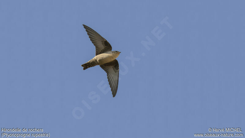 Eurasian Crag Martin