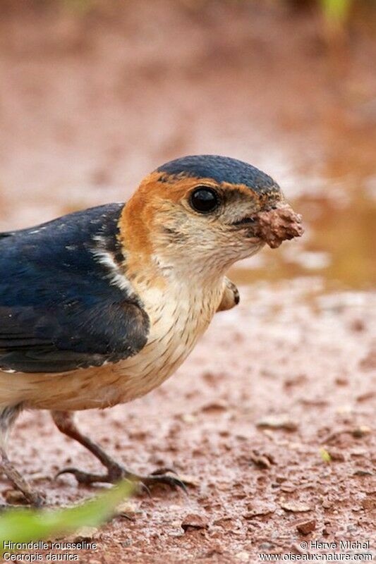 Red-rumped Swallowadult breeding