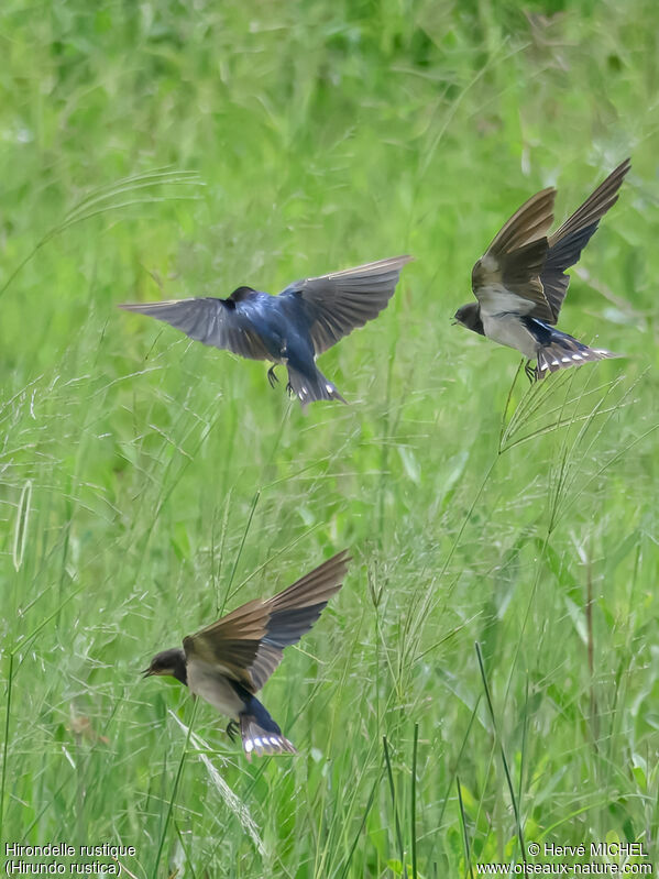 Hirondelle rustiqueimmature