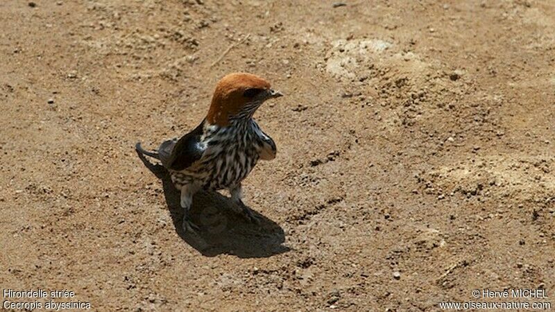 Lesser Striped Swallowadult breeding