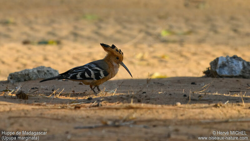 Madagascar Hoopoe