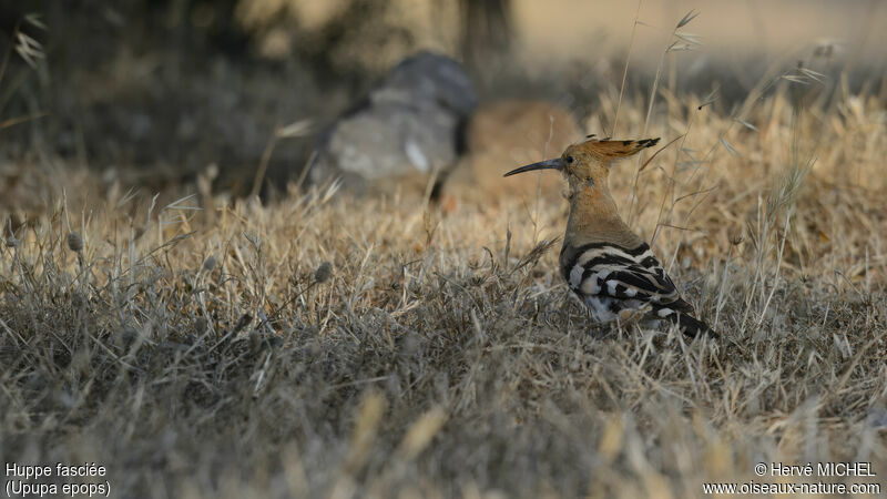 Eurasian Hoopoe