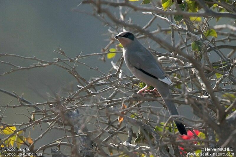 Hypocolius gris mâle adulte, identification