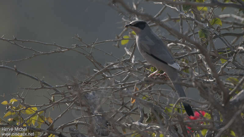 Hypocolius gris mâle adulte, identification