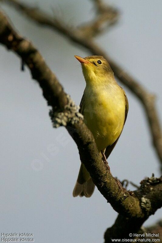 Icterine Warbler male adult breeding