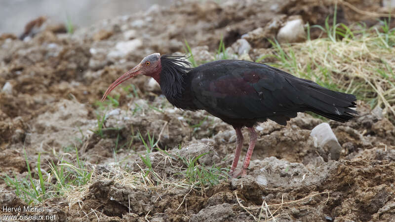 Ibis chauveadulte nuptial, identification