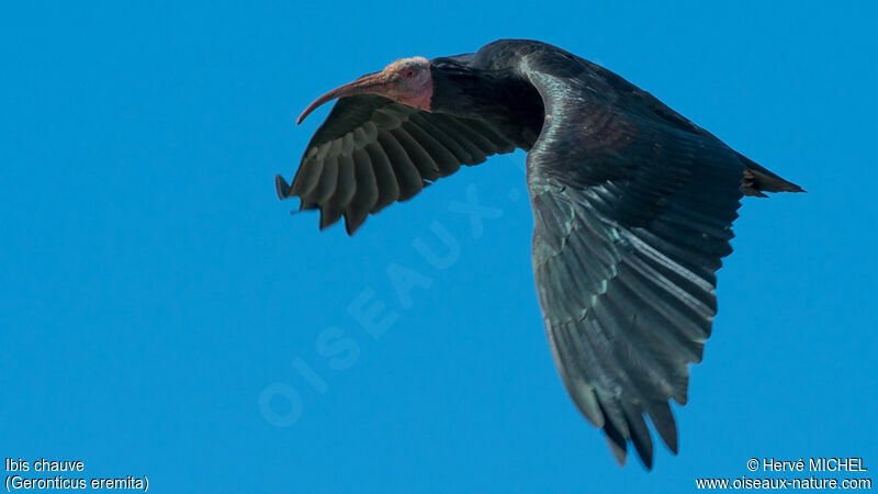 Northern Bald Ibisadult