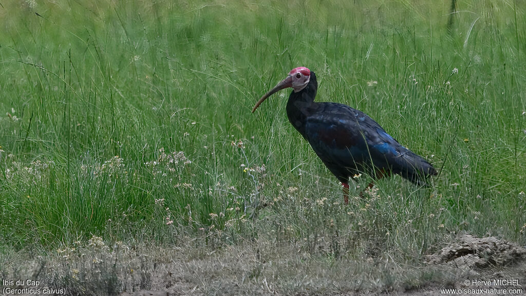 Ibis du Capadulte