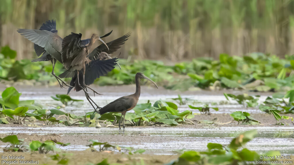 Ibis falcinelle