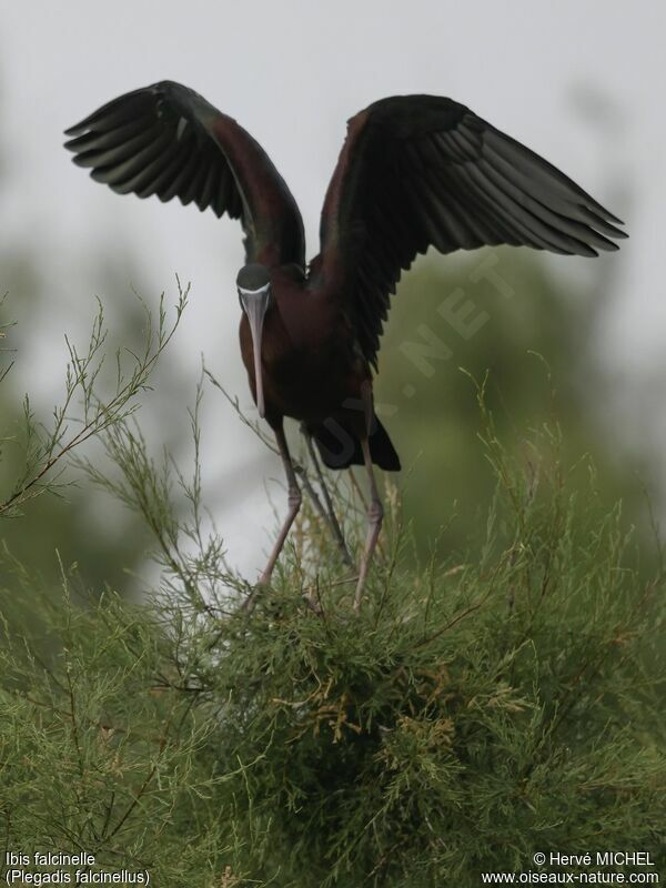 Ibis falcinelleadulte nuptial