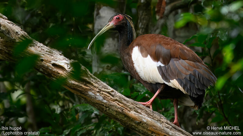 Madagascar Ibisadult