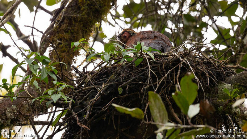 Madagascar Ibisadult, Reproduction-nesting