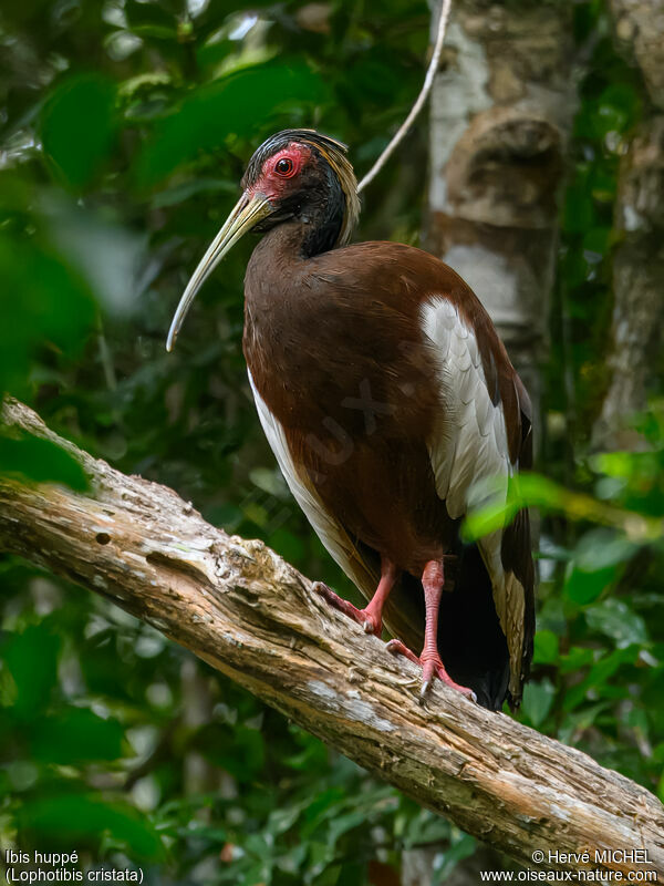 Ibis huppéadulte nuptial