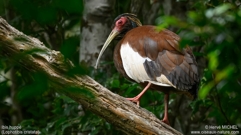 Madagascar Ibis