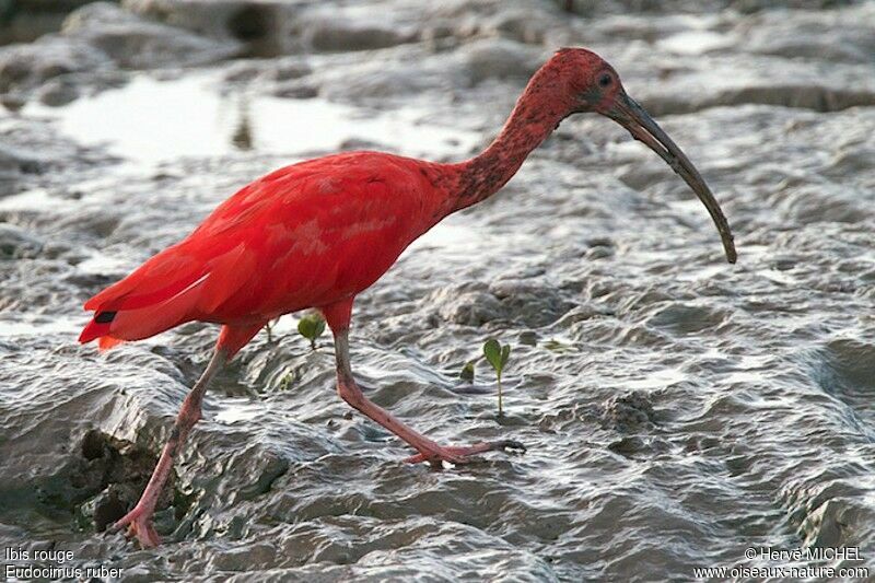 Ibis rougeadulte, identification