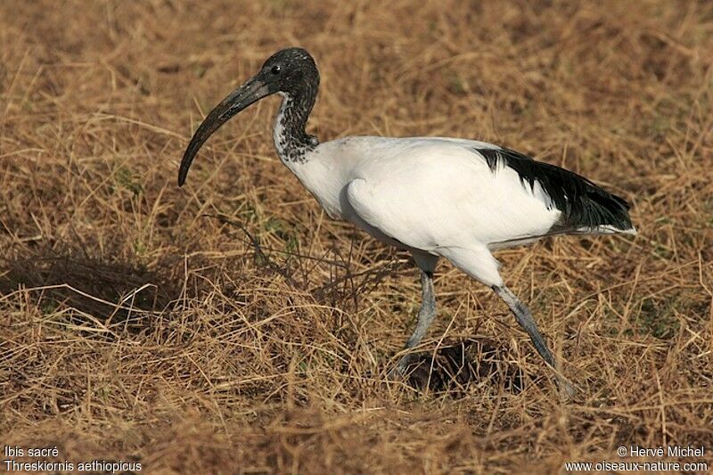 Ibis sacréimmature