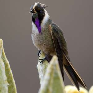Colibri de Stübel