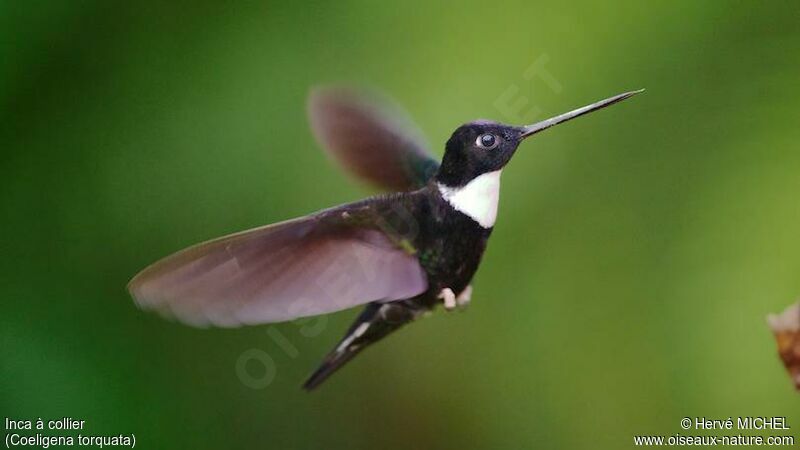 Collared Inca