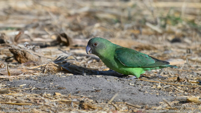 Grey-headed Lovebird female adult