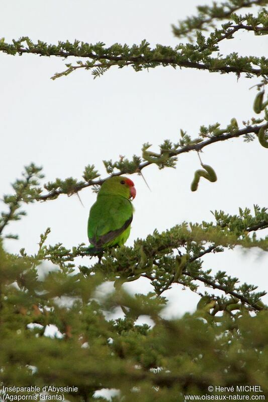 Black-winged Lovebird male