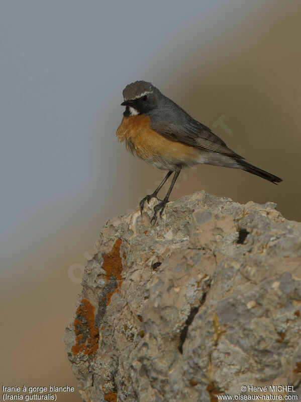 White-throated Robin male adult breeding