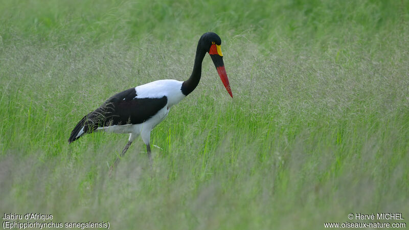 Jabiru d'Afriqueadulte