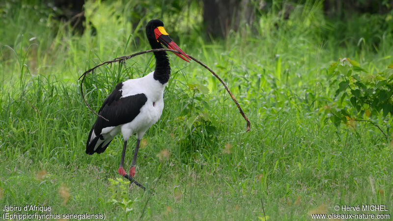 Saddle-billed Stork male adult breeding