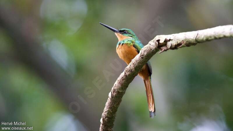 Rufous-tailed Jacamar female adult, identification